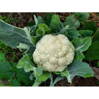 Cauliflower (36)-7375224-26825.webp